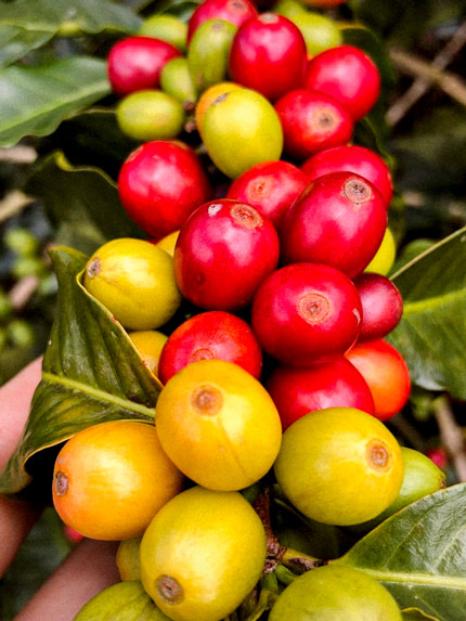 Colombian specialty coffee cacao